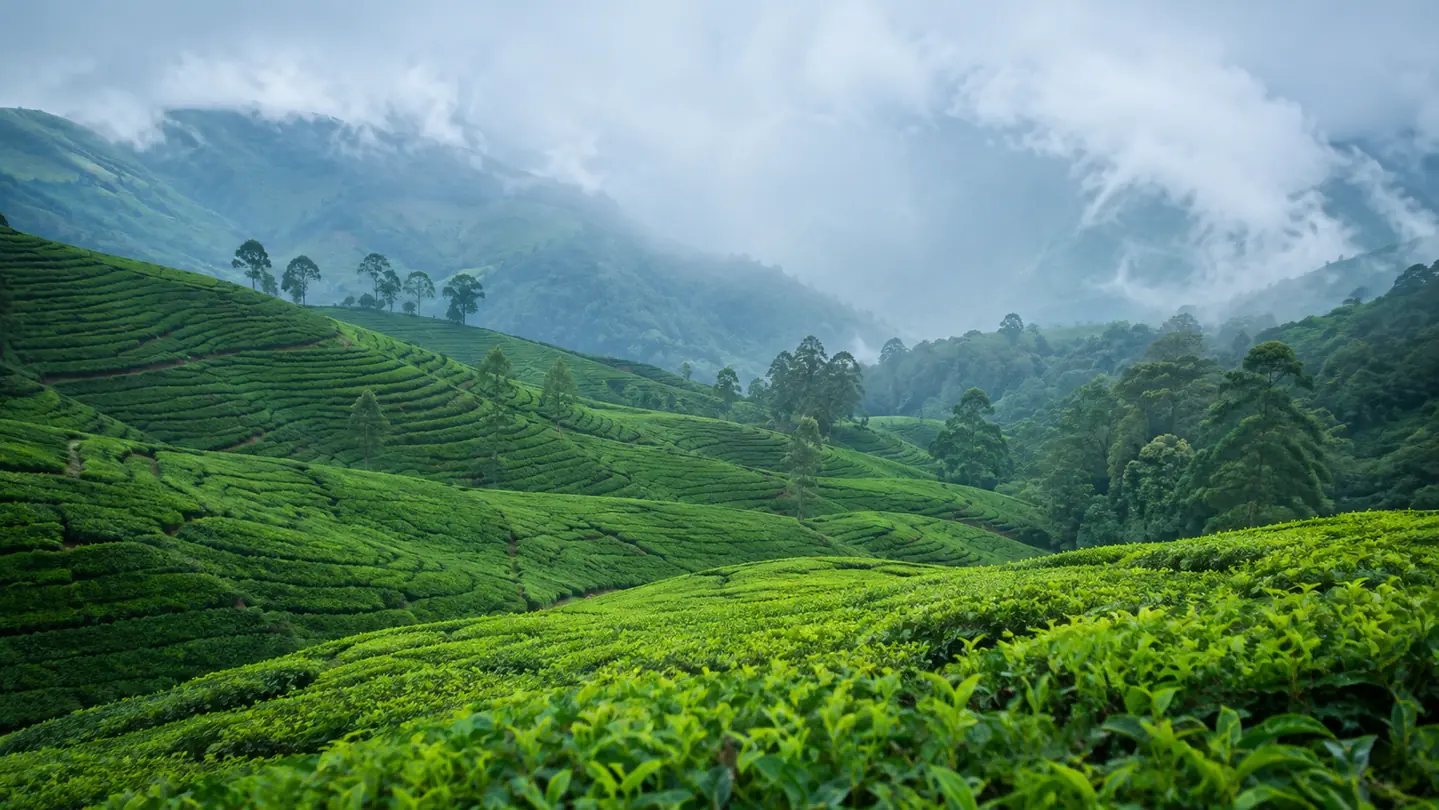 Misty tea-covered hills in Munnar